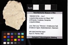 Foto (Objket + Etiketten) von Longodromites excisus (von Meyer 1857) 